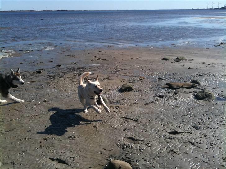 Blanding af racer Ramses billede 15