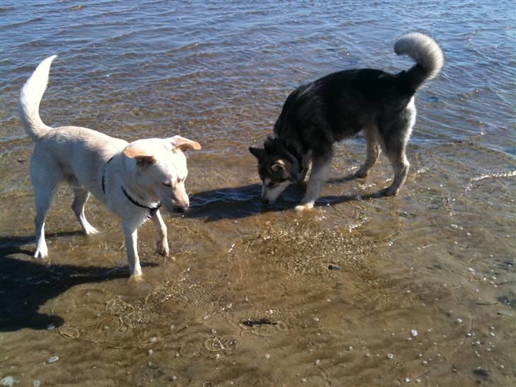 Blanding af racer Ramses billede 16