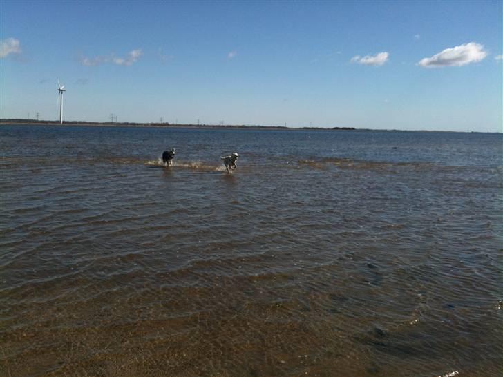 Blanding af racer Ramses billede 17