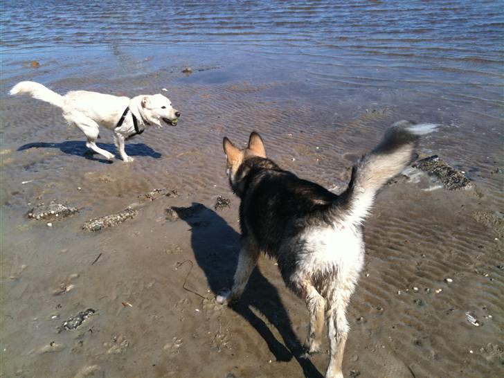 Blanding af racer Ramses billede 18