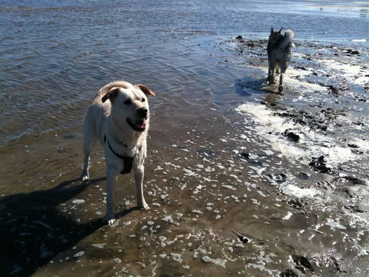 Blanding af racer Ramses billede 19