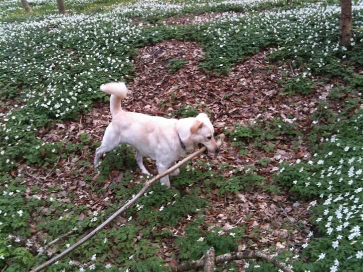 Blanding af racer Ramses billede 20