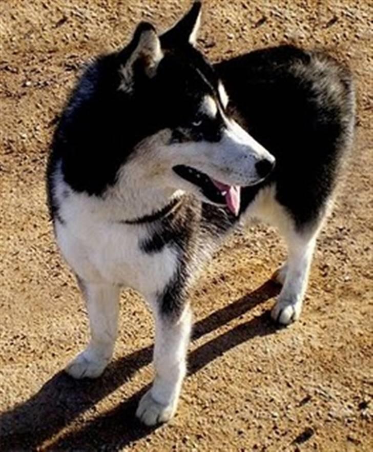 Siberian husky Taephung billede 1