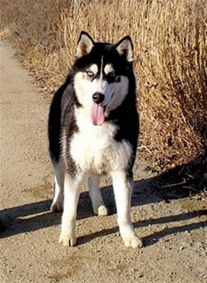 Siberian husky Taephung billede 2