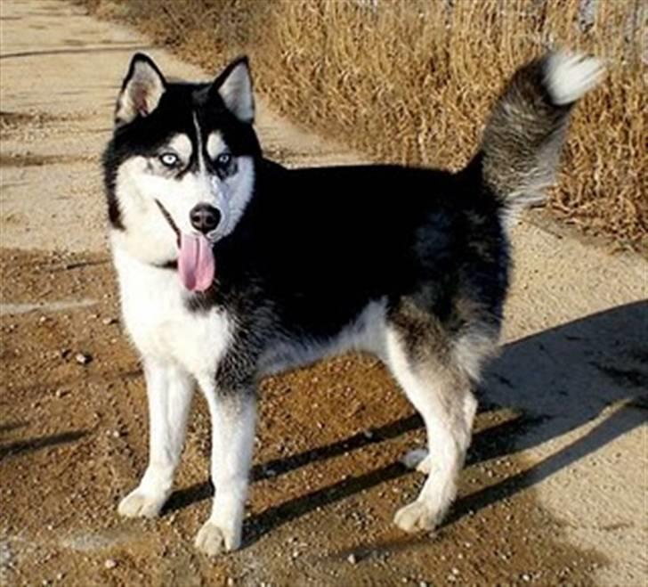Siberian husky Taephung billede 3
