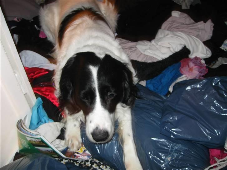 Border collie Laco billede 15