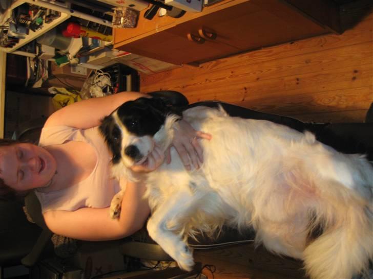 Border collie Laco billede 16