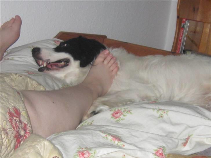 Border collie Laco billede 17