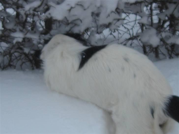 Border collie Laco billede 18