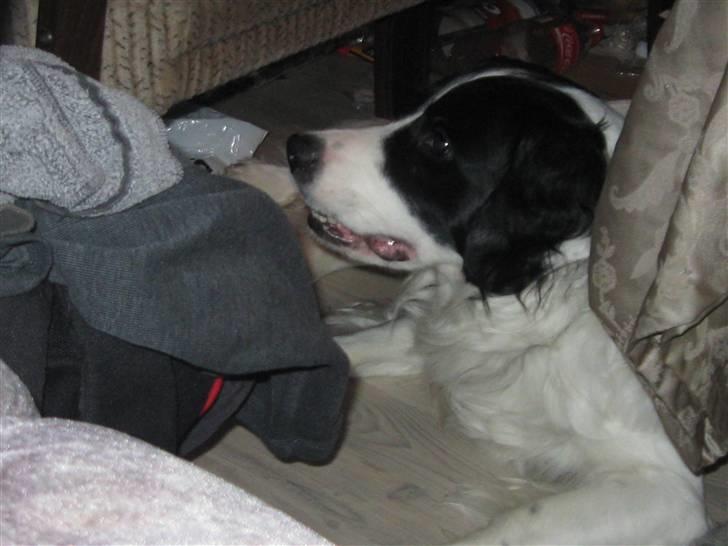 Border collie Laco billede 19