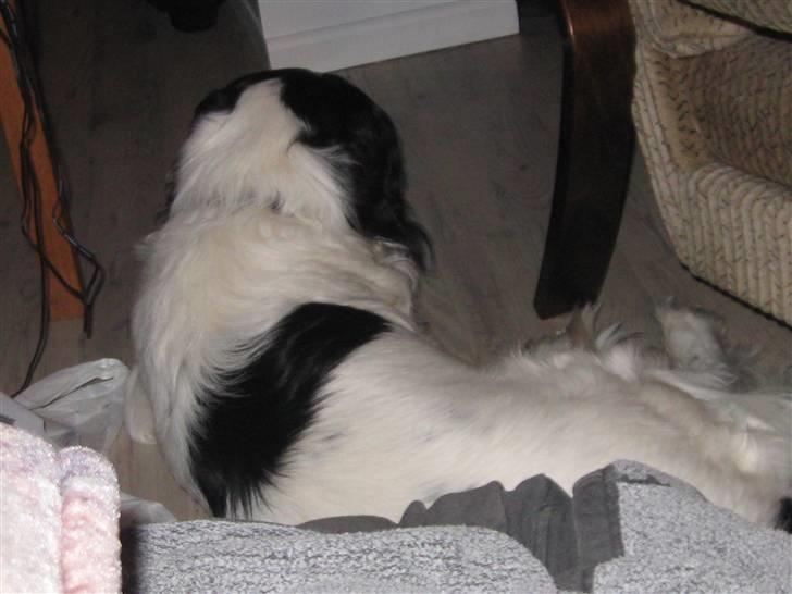 Border collie Laco billede 20