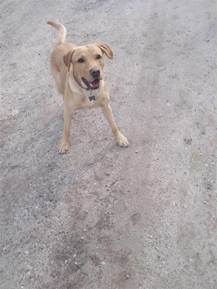 Labrador retriever Hector - venter på jeg kaster bolden!:) billede 8