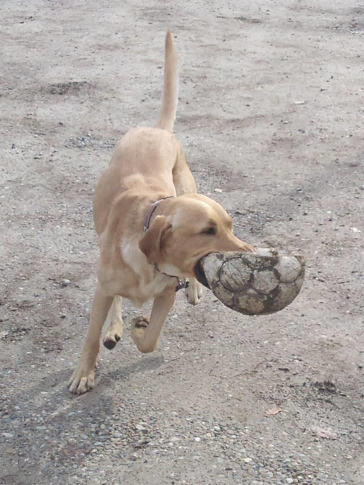 Labrador retriever Hector - leger med bold:D billede 9