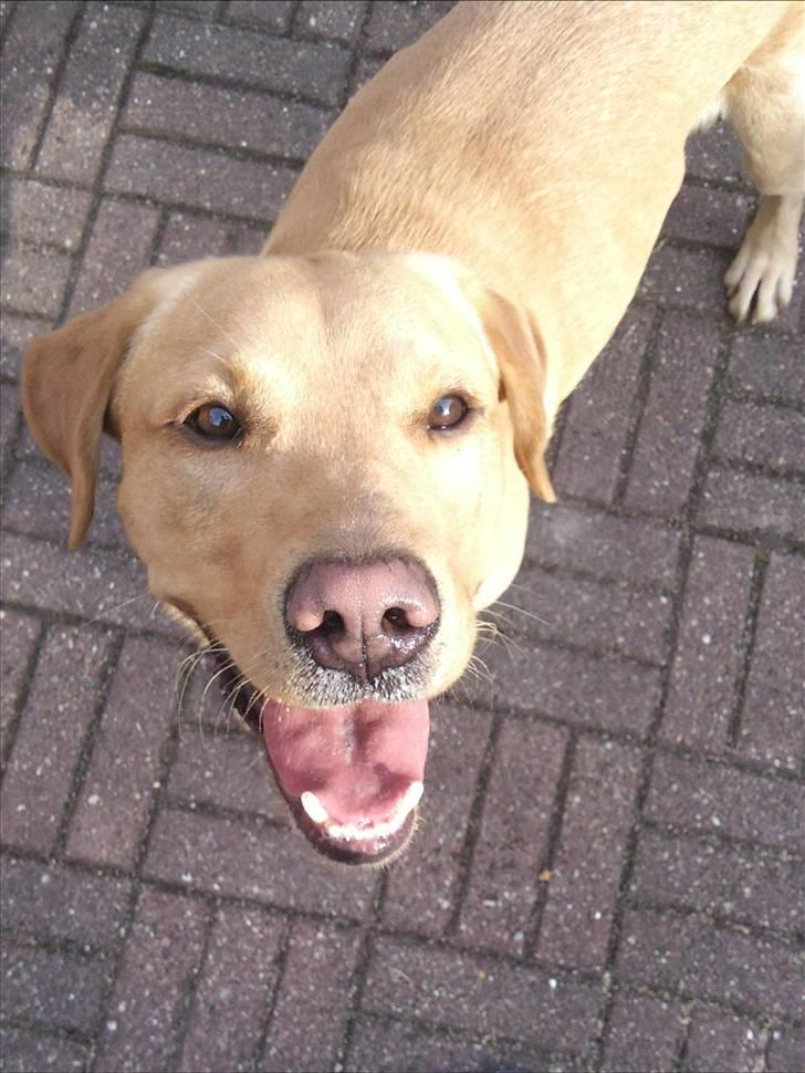 Labrador retriever Hector - smiler:) billede 10