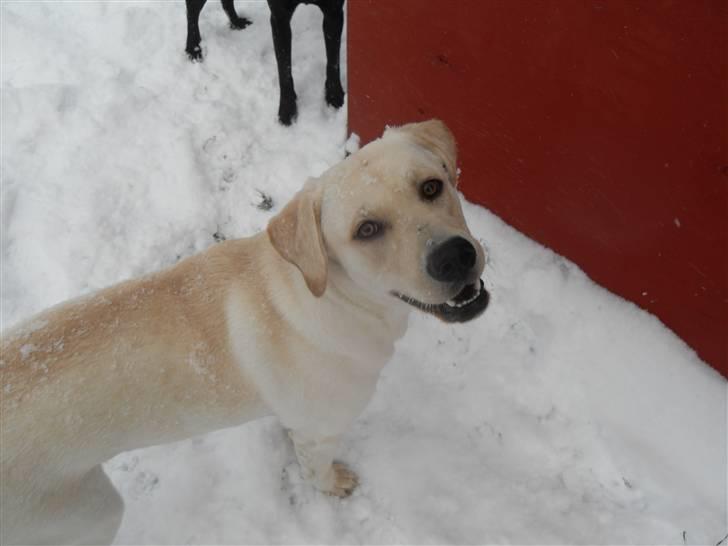 Blanding af racer Molly <3 billede 1