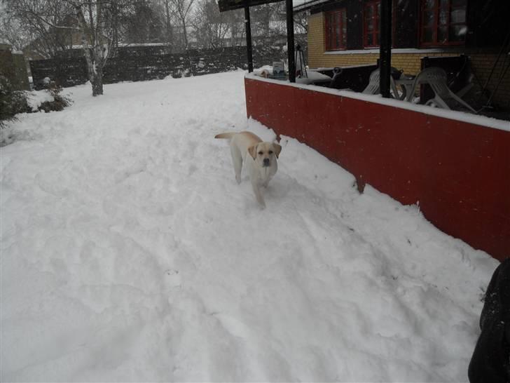 Blanding af racer Molly <3 billede 2