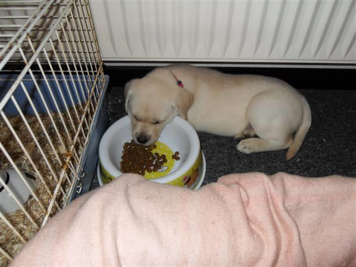 Blanding af racer Molly <3 billede 3