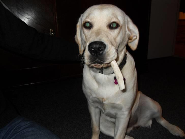 Blanding af racer Molly <3 billede 5