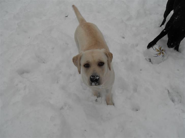 Blanding af racer Molly <3 billede 6