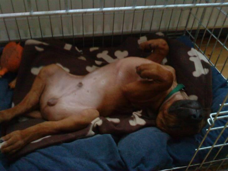 Rhodesian ridgeback Leo billede 8