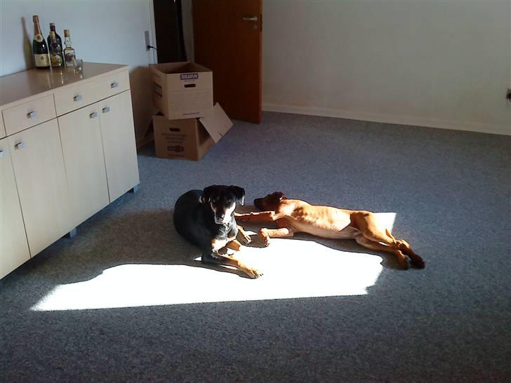 Rhodesian ridgeback Leo - Leo og Thyra flader i solens stråler efter en lang tur :-) billede 9