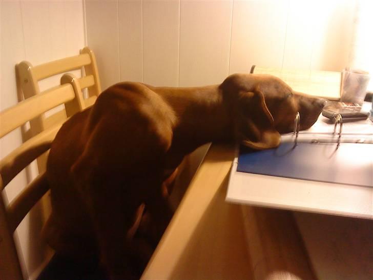 Rhodesian ridgeback Leo - Åhh er bare sååå træt... billede 10