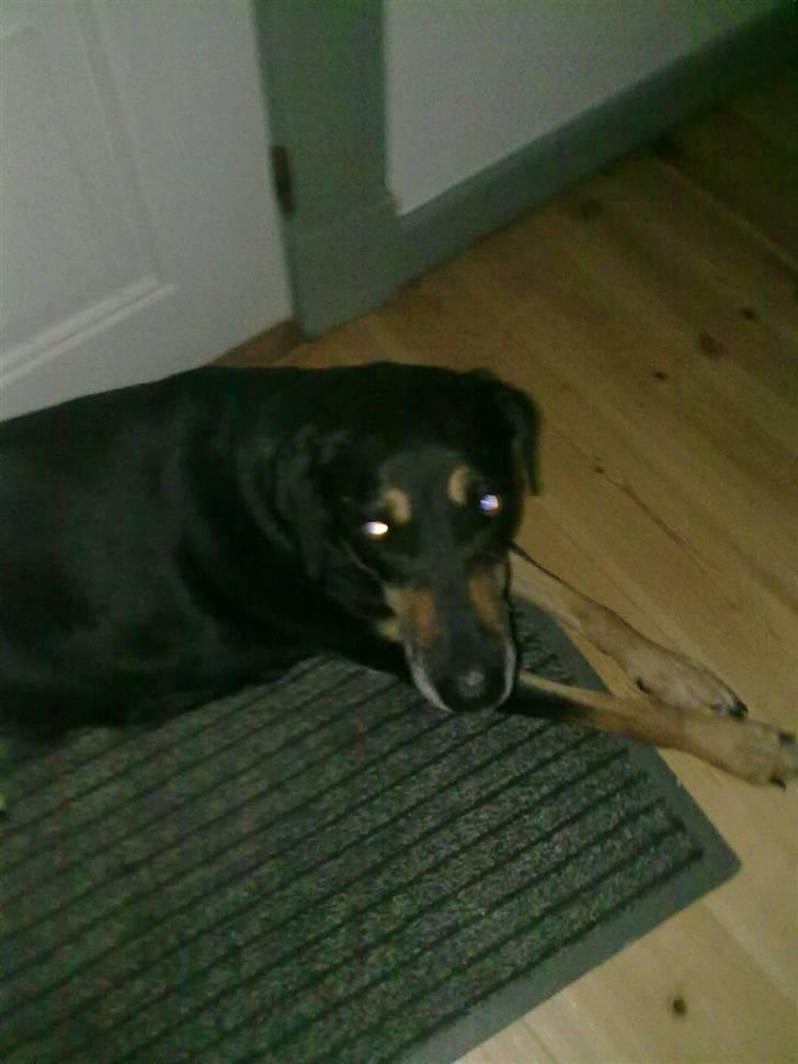 Blanding af racer Thyra billede 7