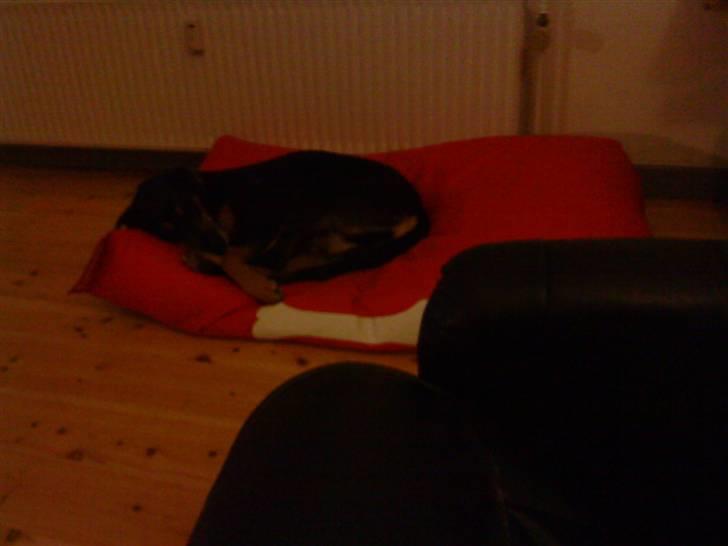 Blanding af racer Thyra billede 8