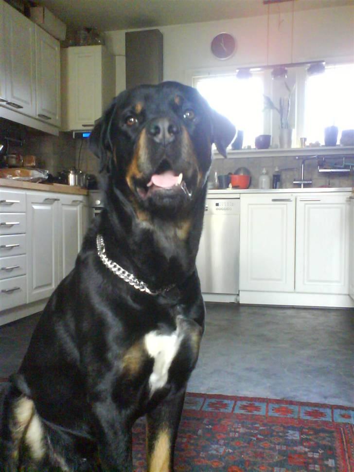 Blanding af racer Chicco billede 6