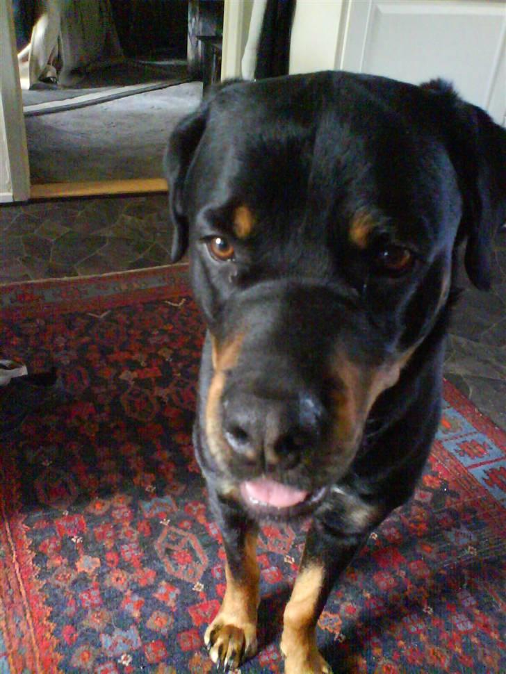 Blanding af racer Chicco billede 7