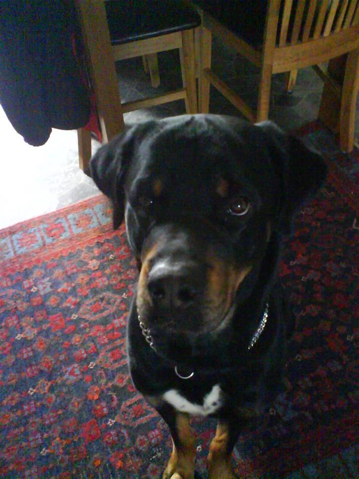 Blanding af racer Chicco billede 8