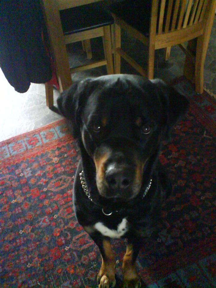 Blanding af racer Chicco - Se hvor sød jeg ser ud! :3 billede 9