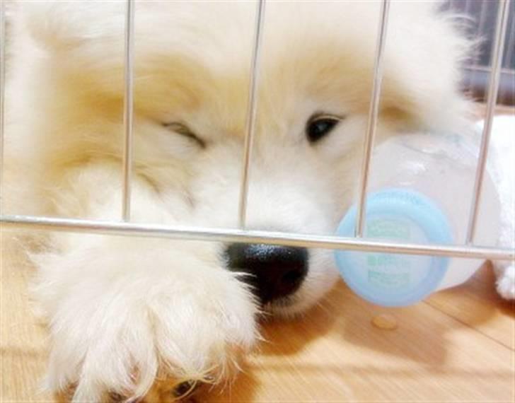 Samojedhund xiahky billede 1