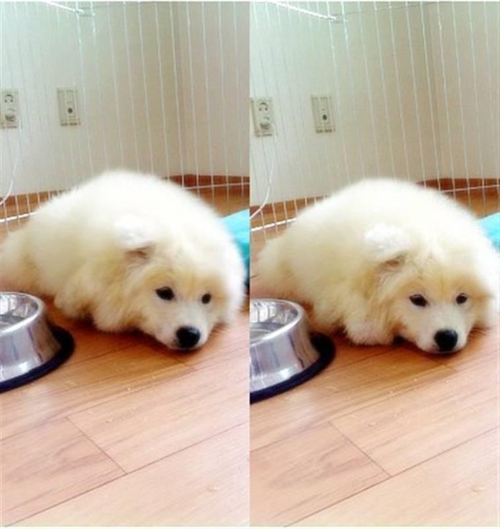 Samojedhund xiahky billede 2