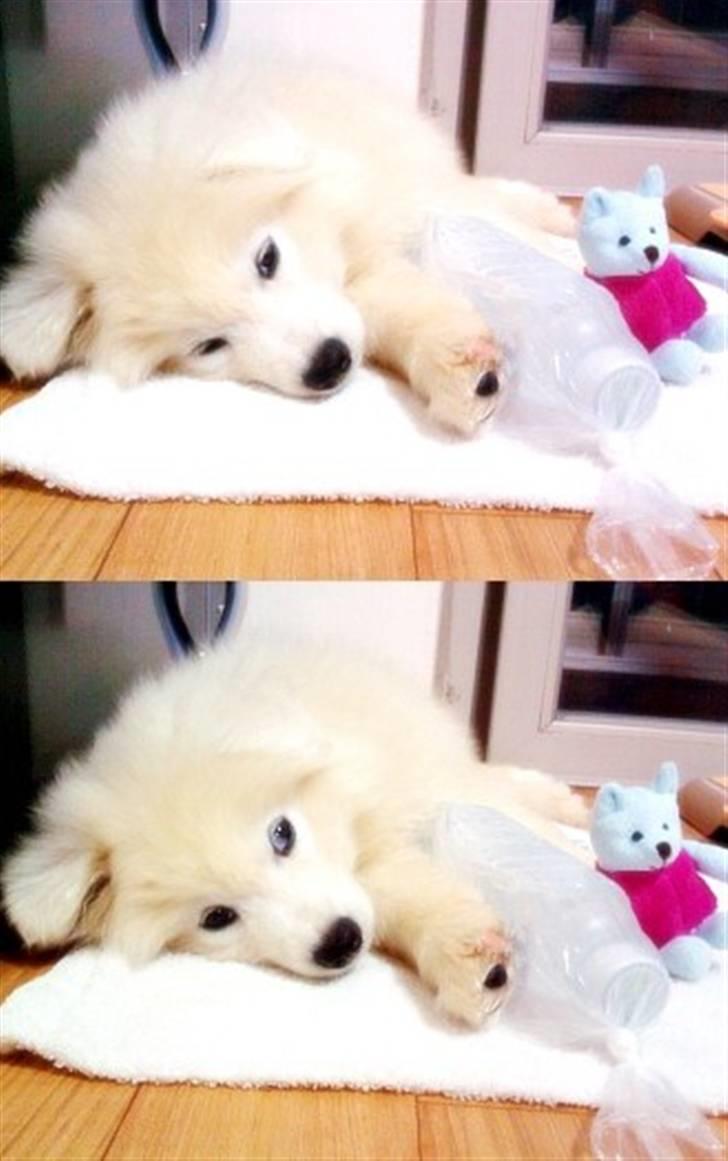 Samojedhund xiahky billede 3