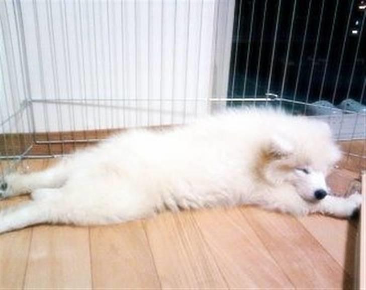 Samojedhund xiahky billede 4