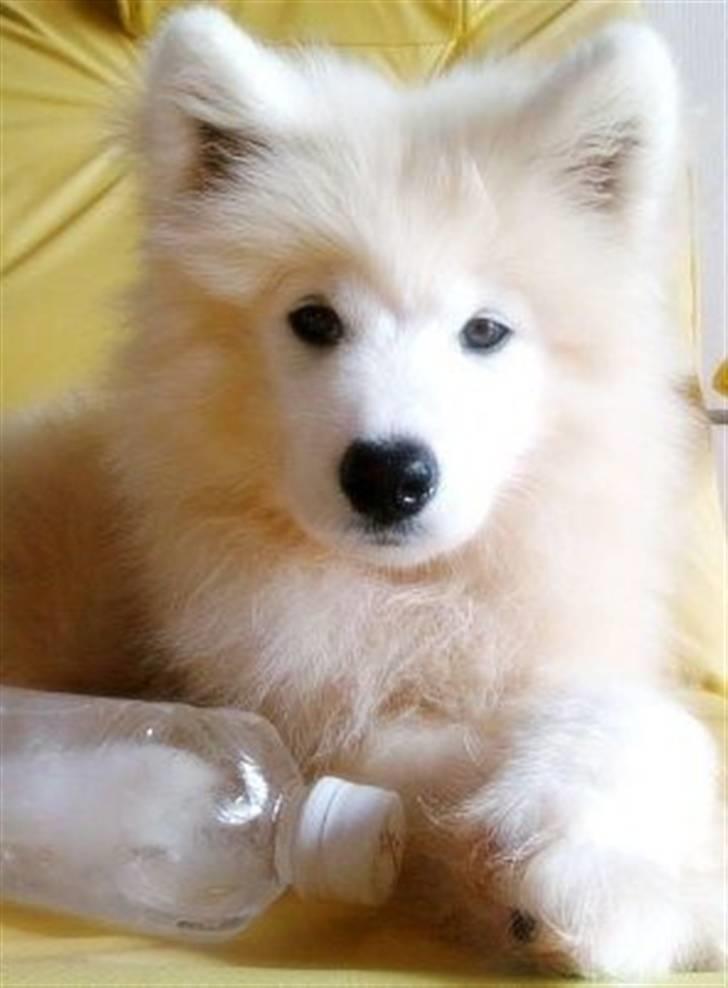 Samojedhund xiahky billede 5