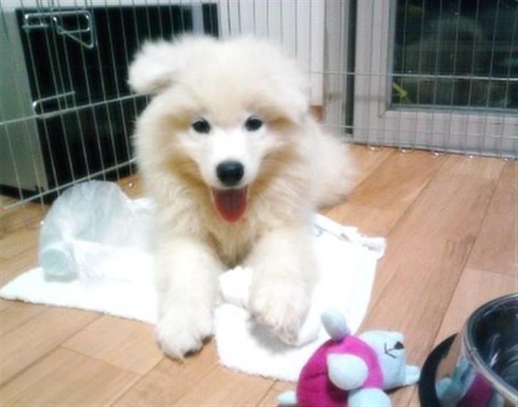 Samojedhund xiahky billede 6