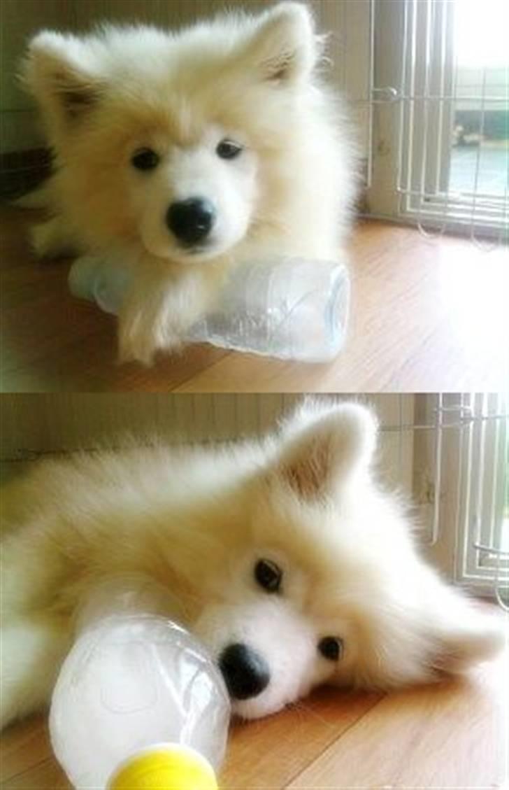 Samojedhund xiahky billede 7