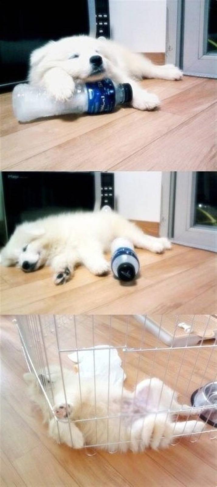 Samojedhund xiahky - min mor og far er bare dejlige for de giver en nedfrosen vandunke som man kan ligge på og blive ned køllet på  billede 8