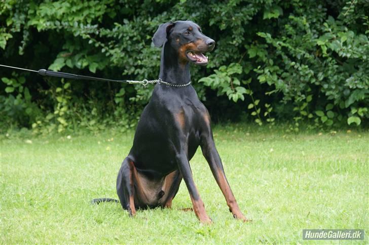 Dobermann Kaizo - Kaizo 2 år billede 15