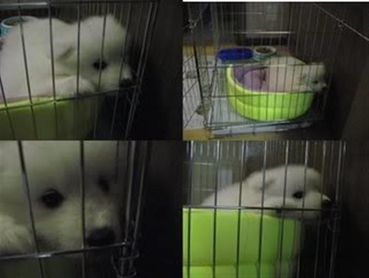 Samojedhund xiahky - så fik man lige 1  times time out fordi man laver noget som man ikke må  billede 9