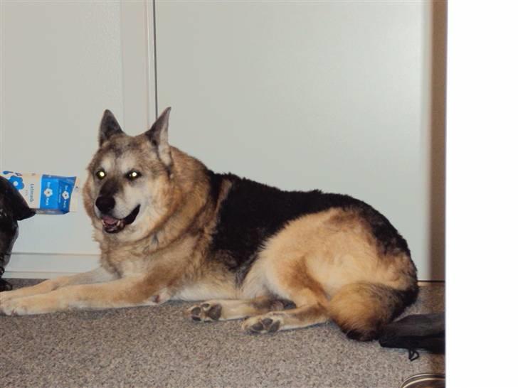 Schæferhund Mulle R.I.P billede 1