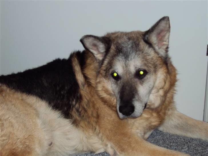 Schæferhund Mulle R.I.P billede 2