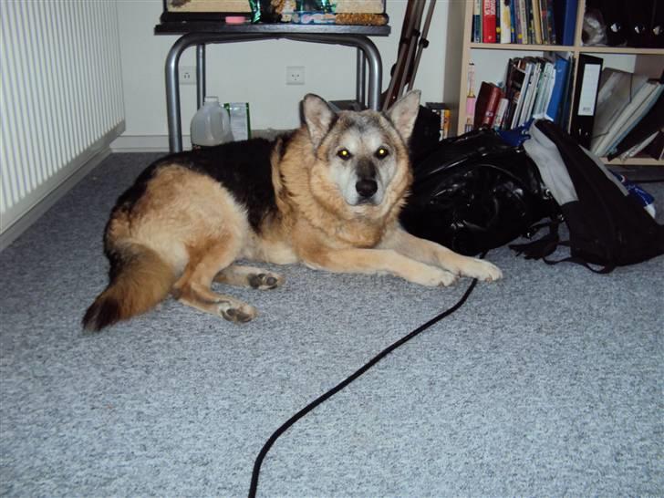 Schæferhund Mulle R.I.P billede 3
