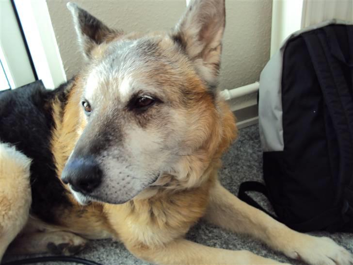 Schæferhund Mulle R.I.P billede 4