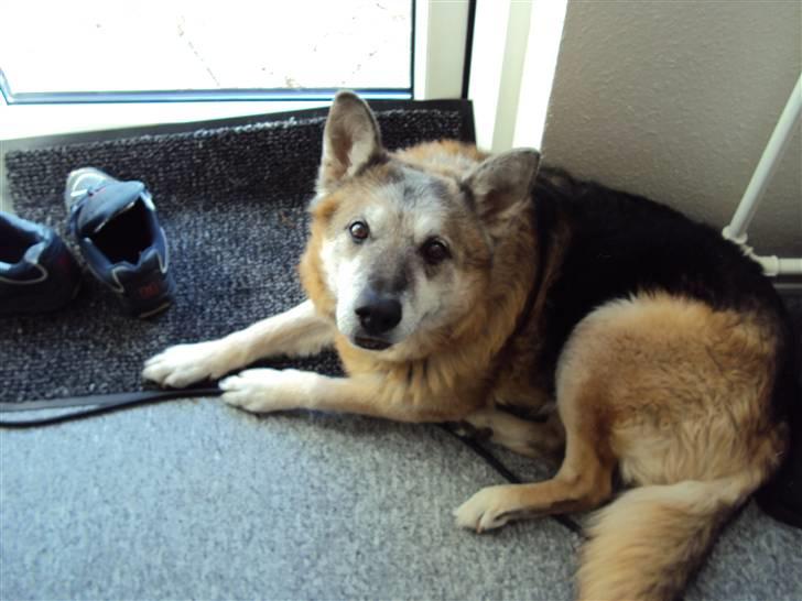 Schæferhund Mulle R.I.P billede 5