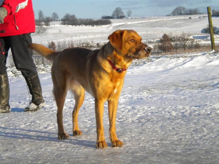 Labrador retriever Lady billede 11