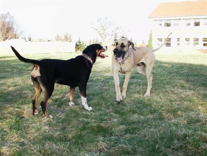 Labrador retriever Laika - Eller går det bare ud på leg ?  ;o) billede 14