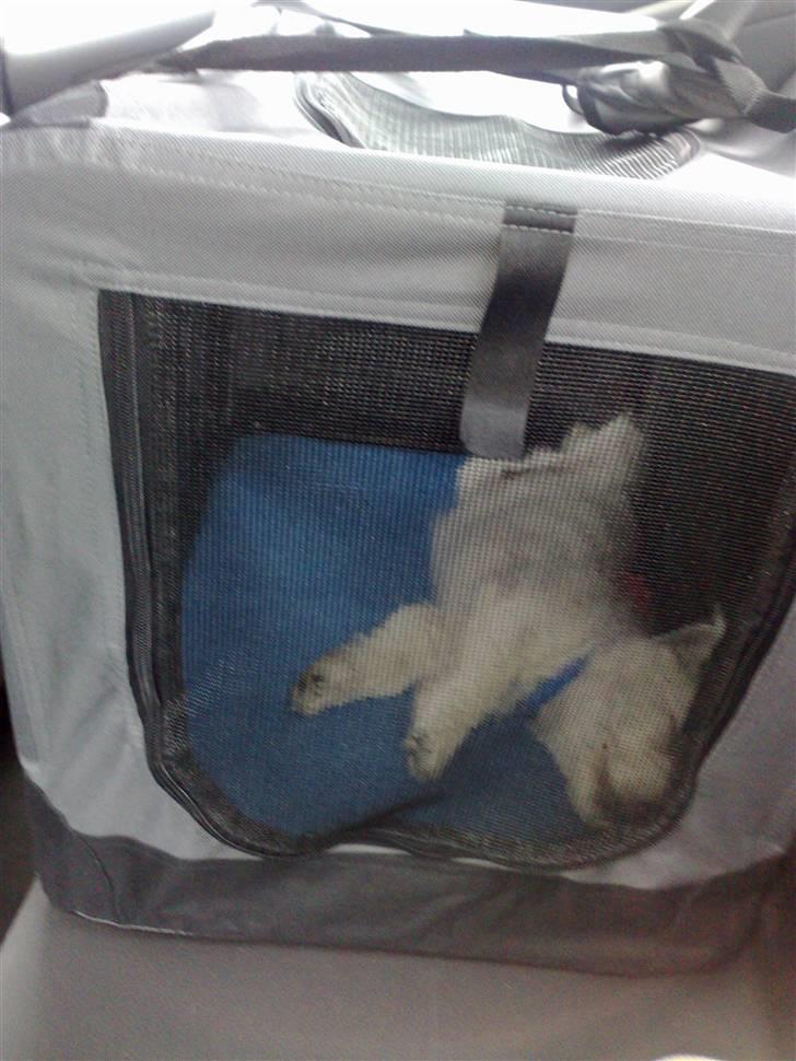West highland white terrier Matchmaker (Felix) - Min lille baby skal være i sikkerhed når han kører bil og han ligger lige så fint i sit transportbur og sover :) billede 8